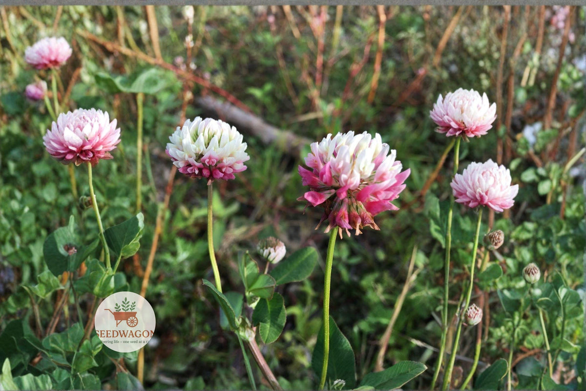 Alsike Clover Seeds 100 – Trifolium hybridum Pollinator Cover Crop Pink Flowering Perennial Plant