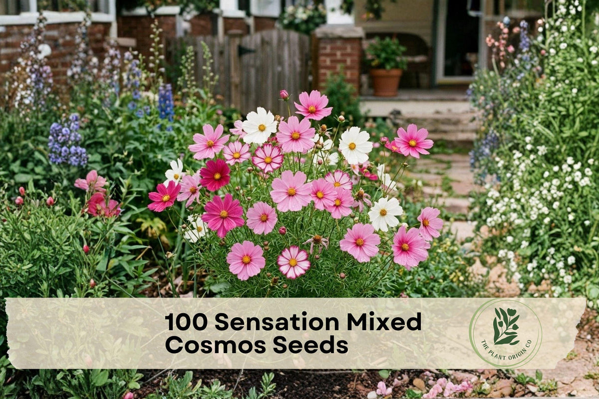 100 Sensation Mixed Cosmos Seeds - Heirloom Annual Flower Seeds with Pink, White & Magenta Blooms for Borders, Cottage Gardens & Cut Flowers