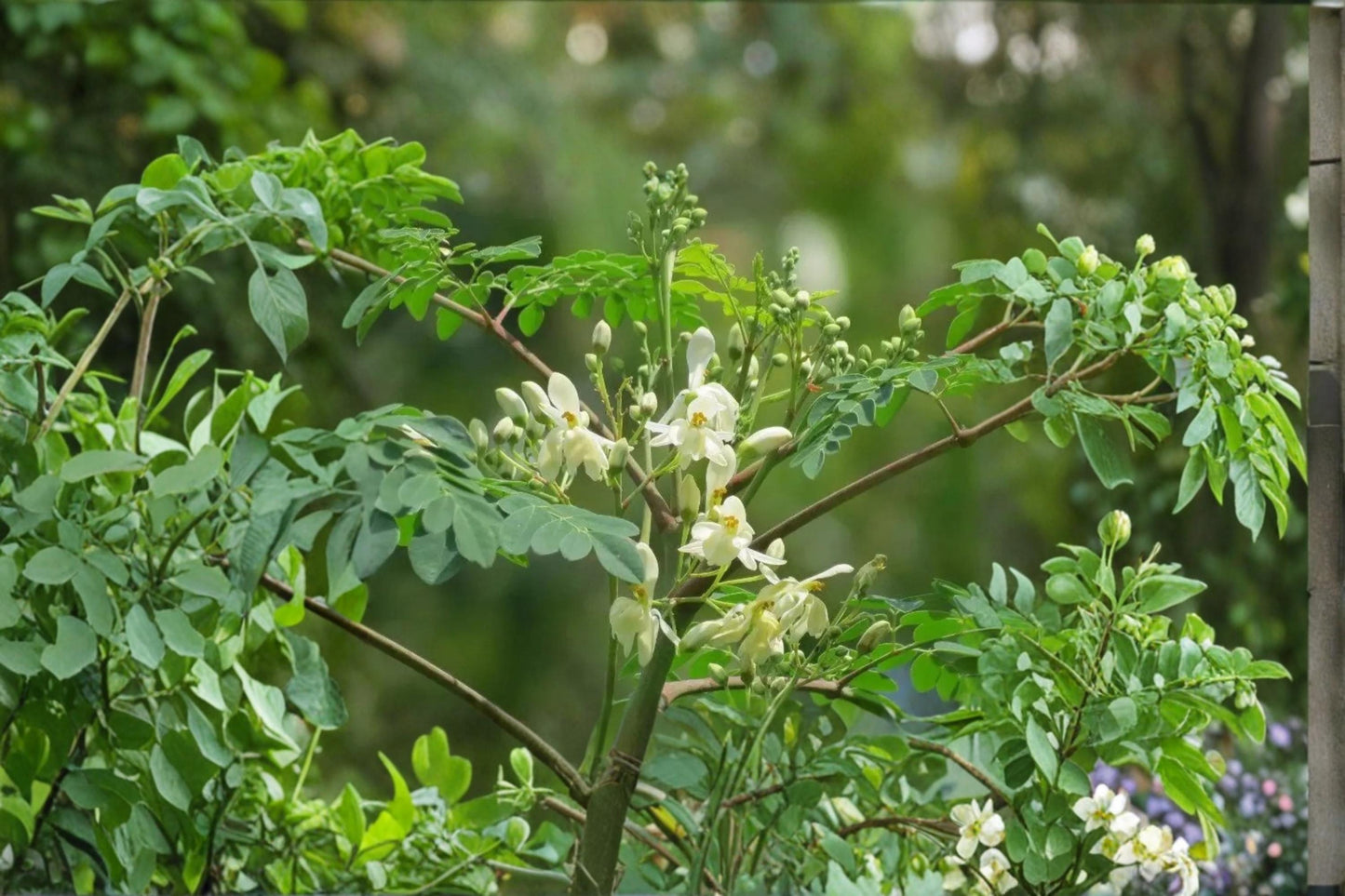 Moringa Seeds 25 Pack – Moringa oleifera Tropical Tree for Gardens & Landscaping