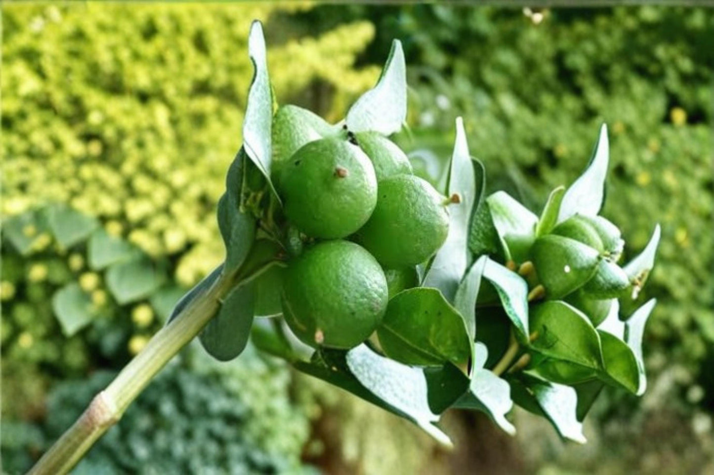 Key Lime Tree Seeds – Citrus aurantiifolia, Tropical Fruit-Bearing Plant for Indoor & Outdoor Growing