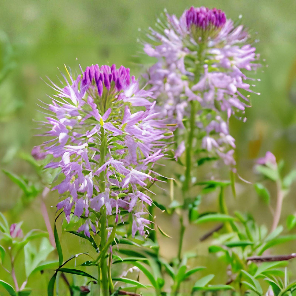 Rocky Mountain Bee Plant Seeds | Native Wildflower | Cleome serrulata | Pink to Lavender Blooms | Attracts Pollinators | 75 Seeds