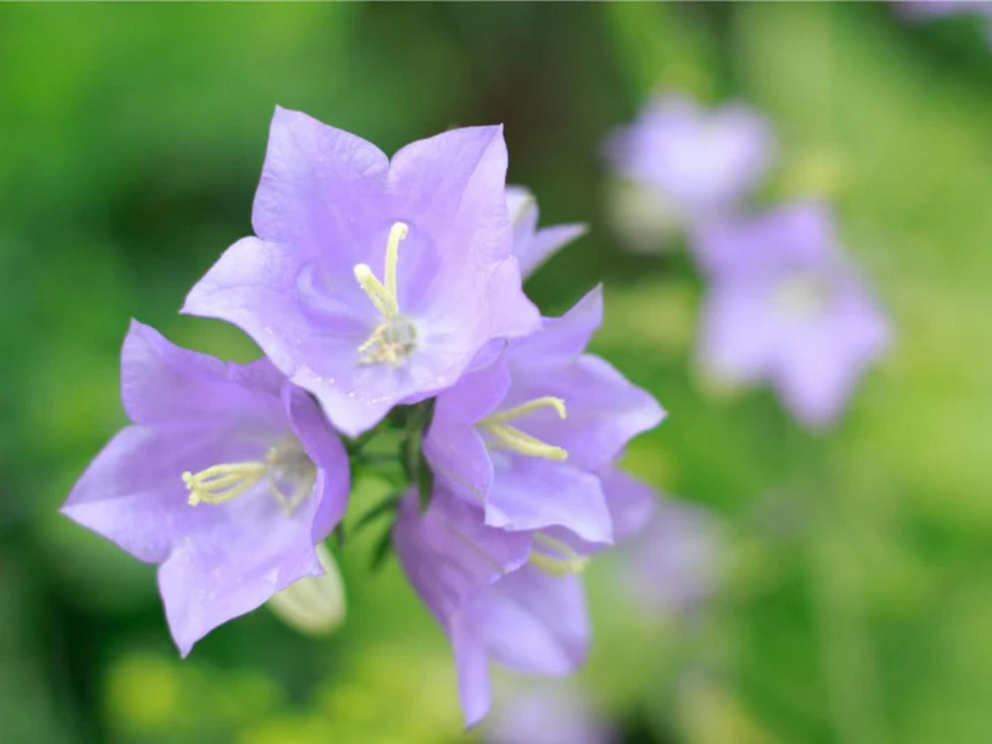 Tussock Bellflower Seeds – Campanula carpatica Wildflower Seeds for Pollinator Gardens, Borders & Meadow Plantings