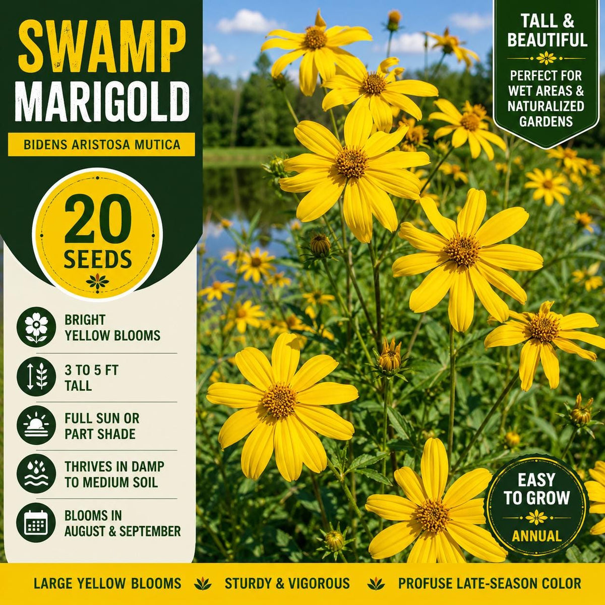 Swamp Marigold Seeds – Bidens aristosa var. mutica – Native Wildflower with Bright Yellow Flowers for Wet Gardens and Pollinator Attracting