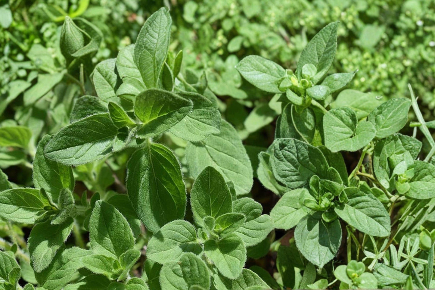 Oregano Seeds 750 Pack – Origanum vulgare Herb for Garden, Containers, Edible Landscaping