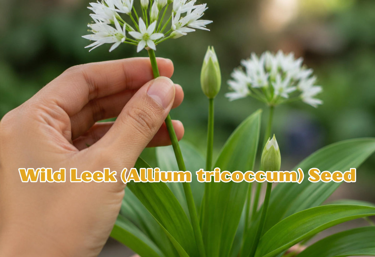 Wild Leek Ramps Seeds | Allium tricoccum Edible Perennial Herb for Woodland Gardens and Shade Gardens