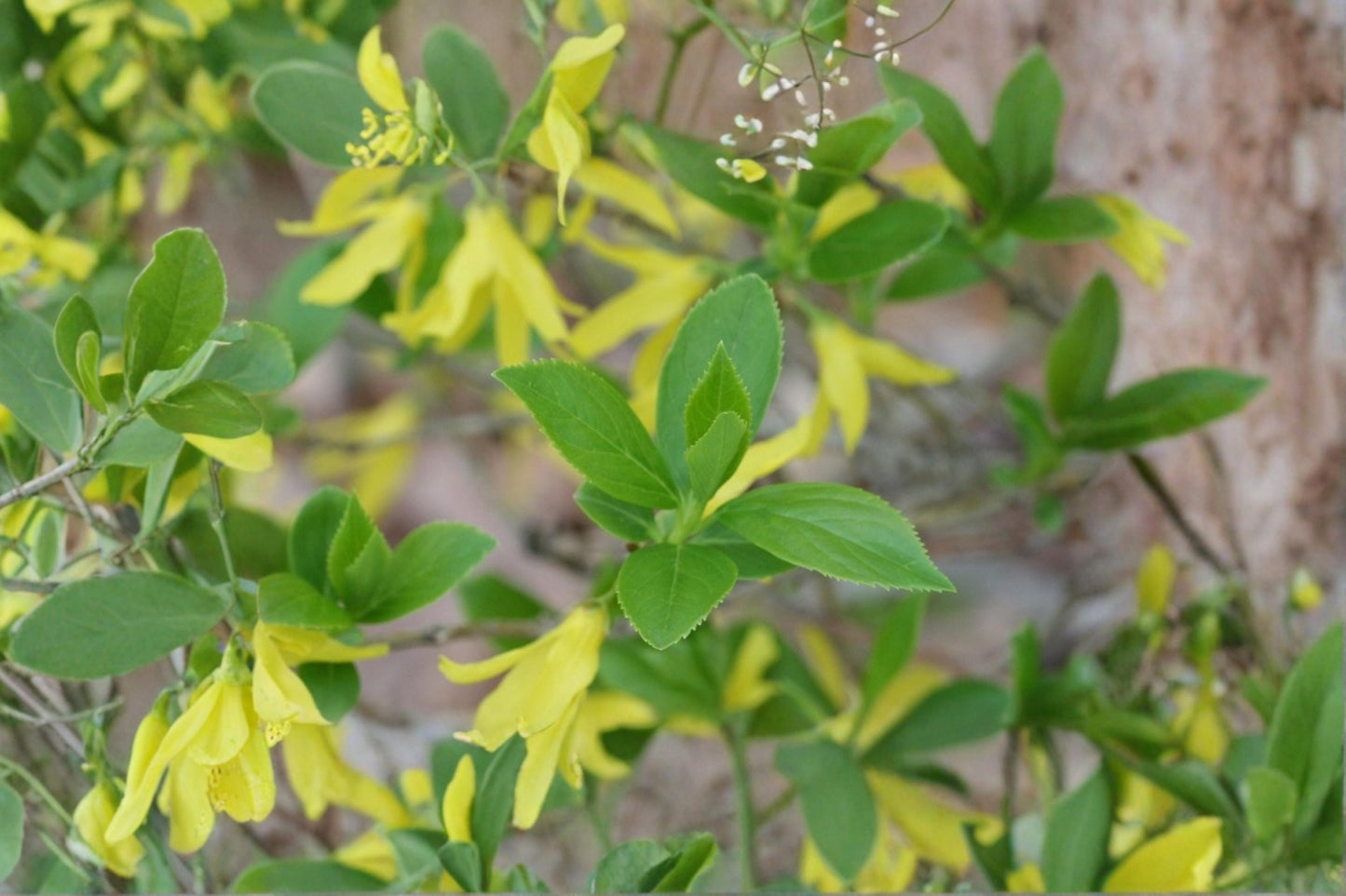 Weeping Forsythia Seeds – Forsythia suspensa Flowering Shrub with Bright Yellow Spring Blooms, Ornamental Garden Plant