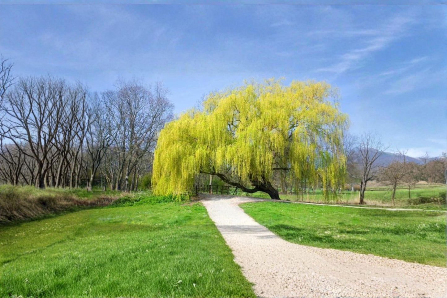 Golden Weeping Willow Tree Cuttings – Salix alba 'Tristis' – Fast-Growing Ornamental Shade Tree