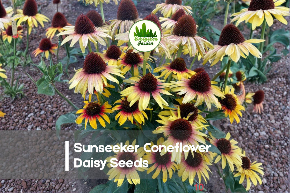 Sunseeker Coneflower Seeds, Rudbeckia spp., 200+ Daisies, Yellow-Orange Blooms, Pollinator-Friendly, Drought-Tolerant Perennials