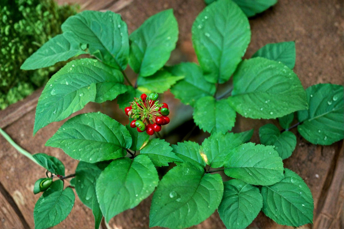 American Ginseng Seeds – Panax quinquefolius – Woodland Perennial for Shade Gardens and Native Plant Collections