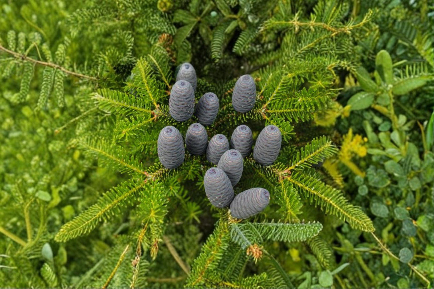 Balsam Fir Seeds – Abies balsamea Evergreen Conifer for Ornamental & Conifer Collections
