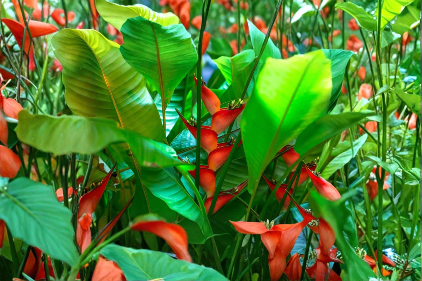 Heliconia Champneana Seeds – Tropical Ornamental Perennial with Exotic Flower Bracts, Lush Foliage, Heliconia champneana