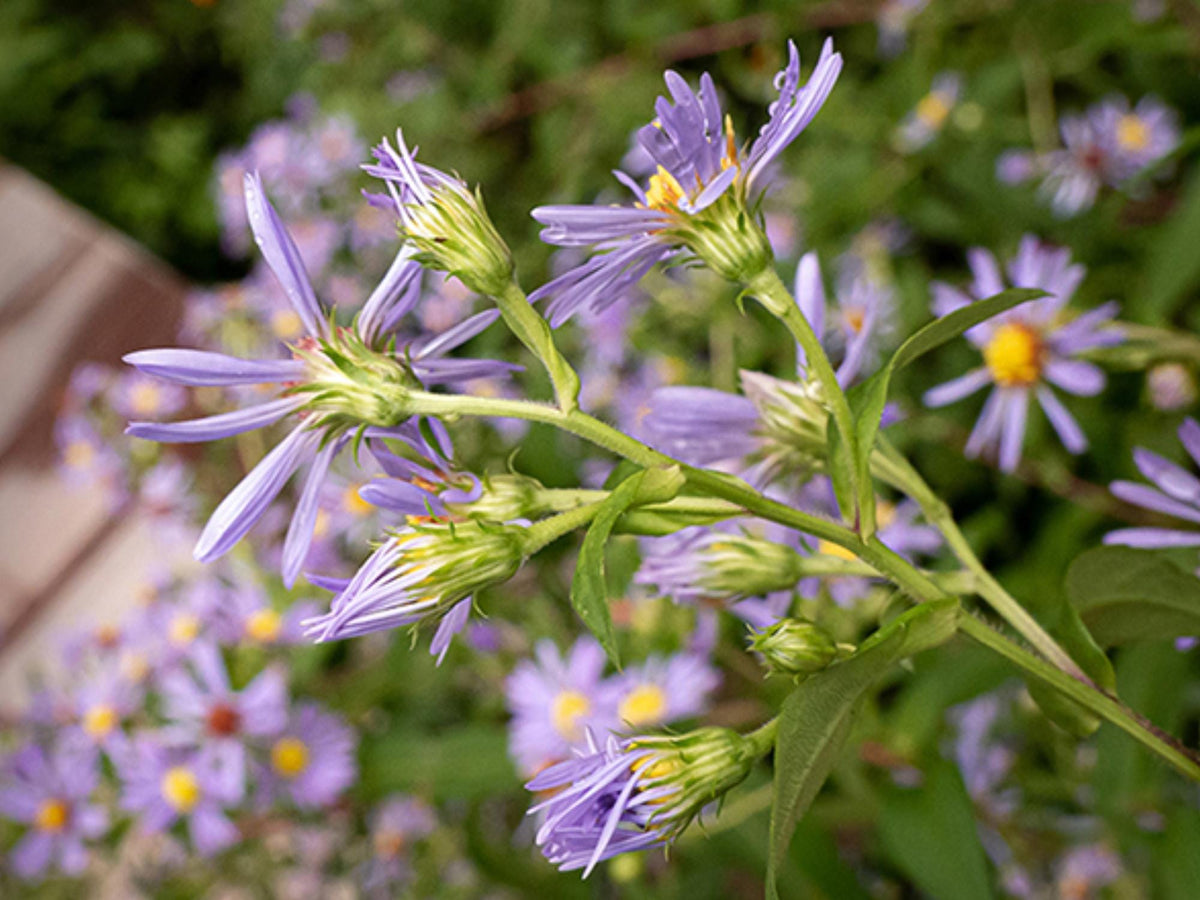 Swamp Aster Seeds – Symphyotrichum puniceum Wetland Wildflower for Rain Gardens, Moist Soil, Native Planting, 100 Seeds
