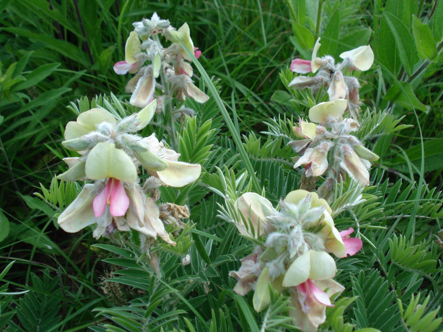 Tephrosia virginiana Seeds Wildflower Seeds for Pollinator Gardens, Cottage Garden, Meadow Planting