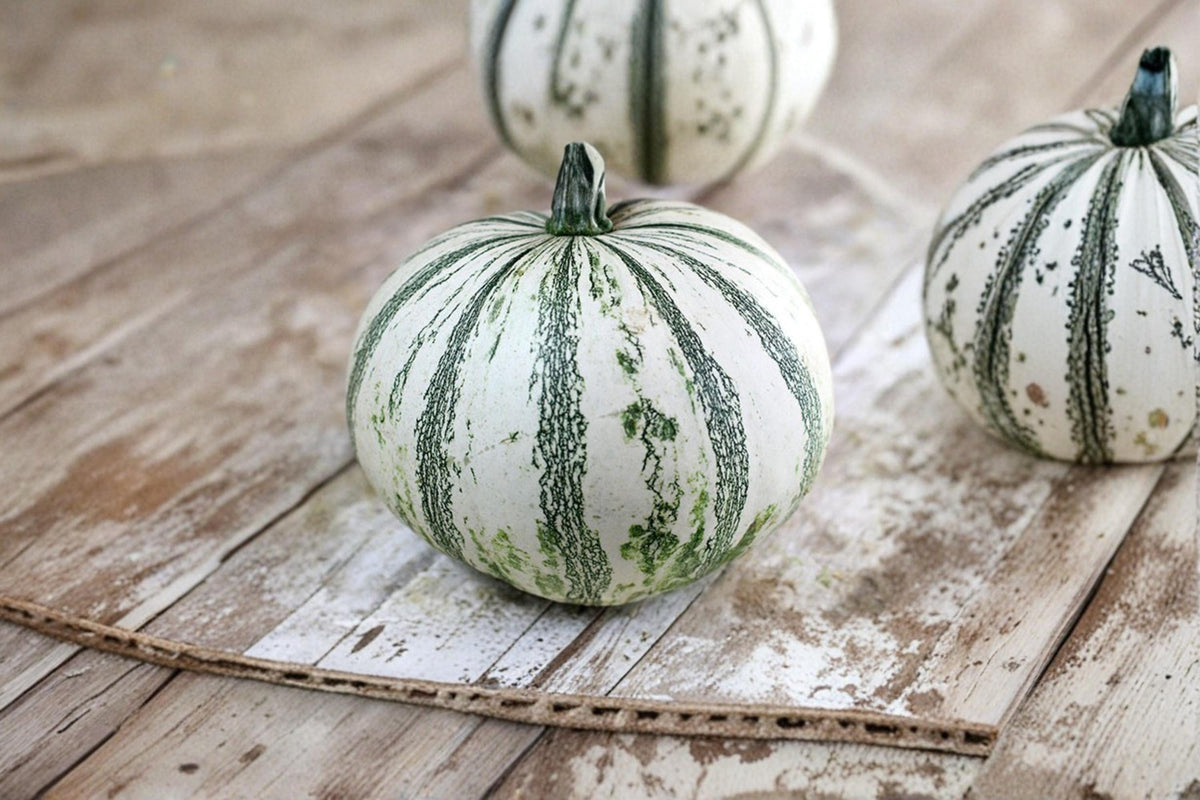 Silver Edge Pumpkin Seeds – Heirloom Ornamental Squash with White & Green Mottled Stripes, Cucurbita sp.