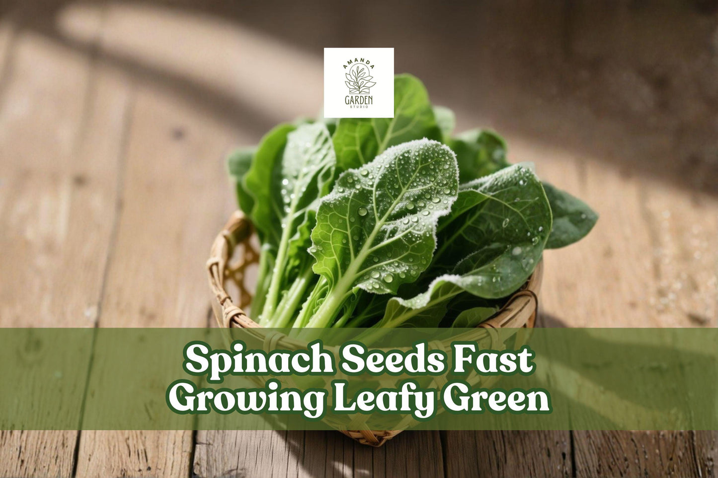 1000 Spinach Seeds, Fast-Growing Leafy Green Vegetable for Garden, Containers, and Raised Beds, Spinacia oleracea