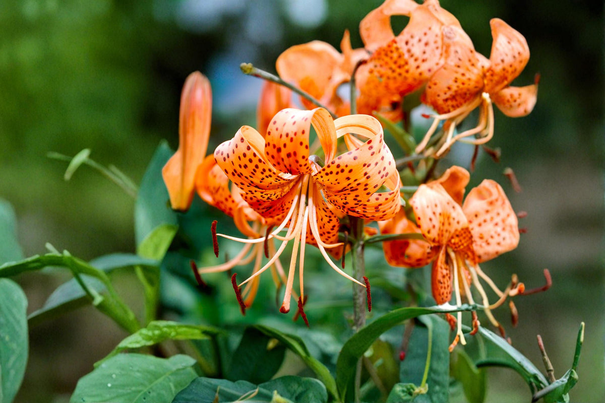 Tiger Lily Bulbs, Mixed Colors, Lilium lancifolium, Perennial Flowering Plant for Garden Beds & Borders