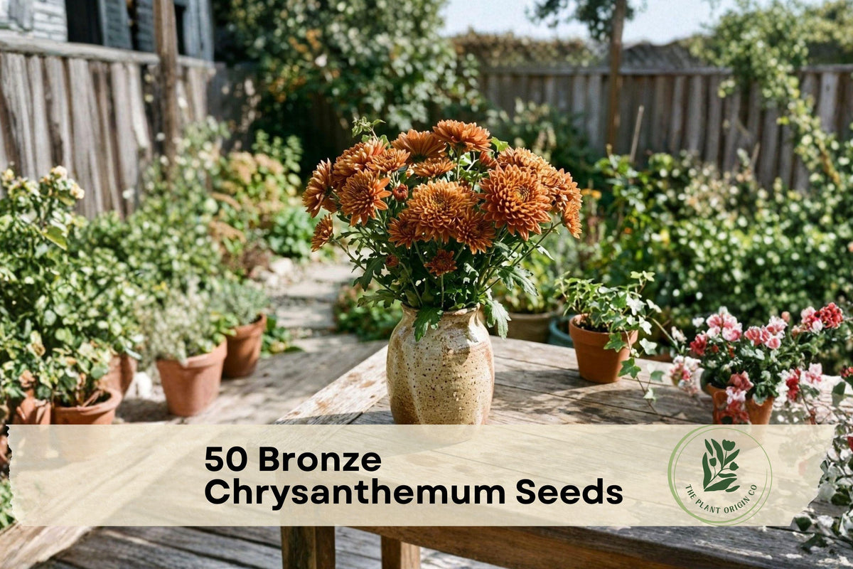 50 Bronze Chrysanthemum Seeds – Ornamental Flowering Plant for Garden Beds, Borders & Containers – Chrysanthemum spp.