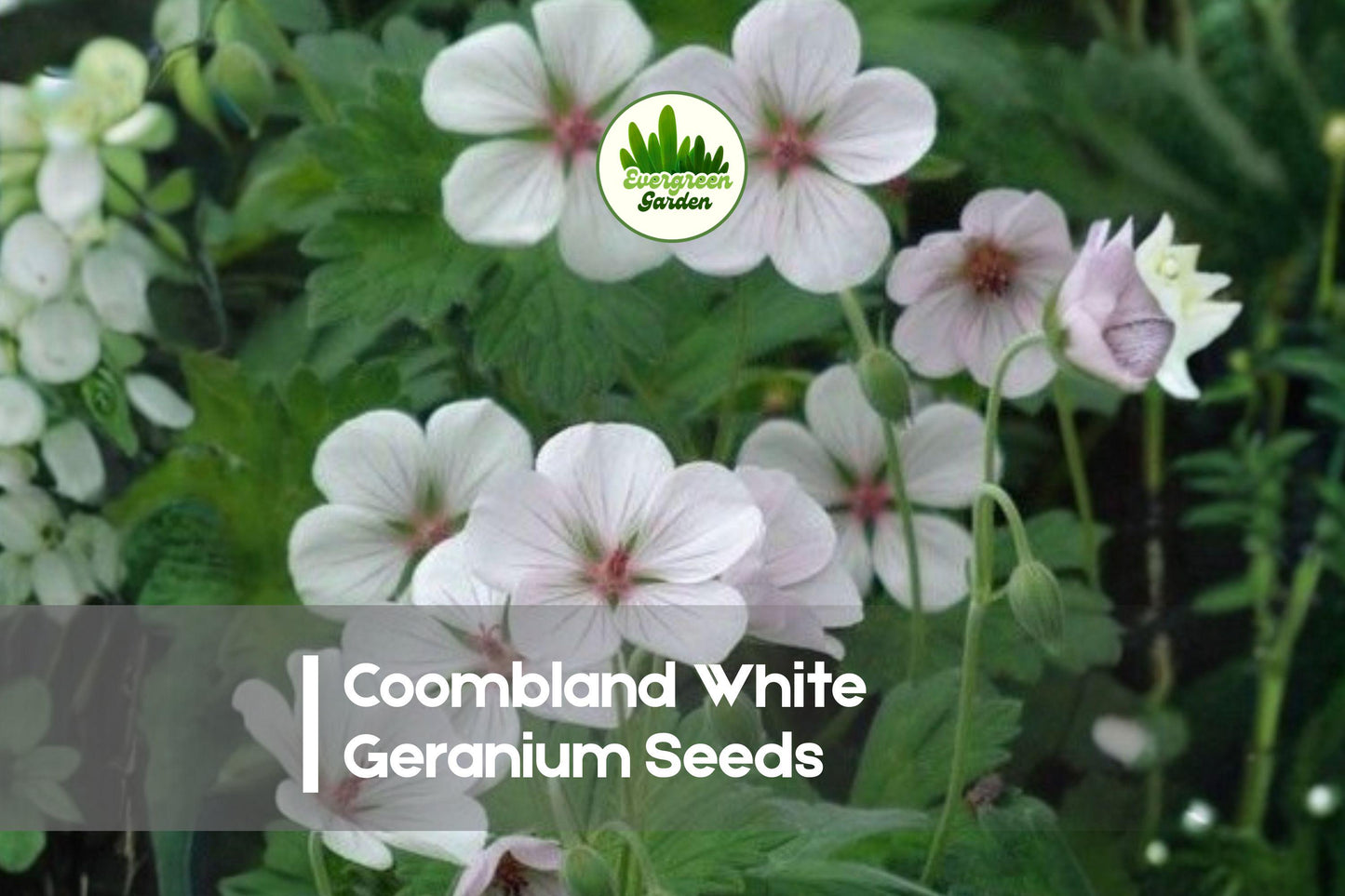 Coombland White Geranium Seeds – Pelargonium x hortorum – White Flower Clusters – Container & Garden Bed Plant Seeds