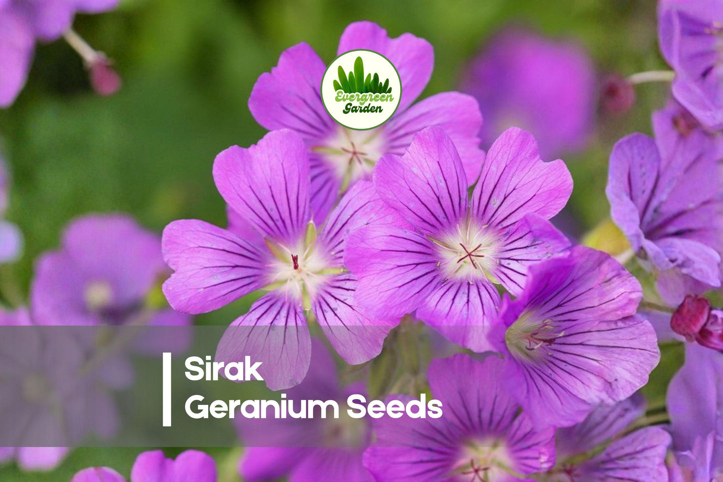 25 Sirak Geranium Seeds – Pelargonium x hortorum, Bright Blooming, Compact, Long-Flowering, Container & Garden Bed Plant