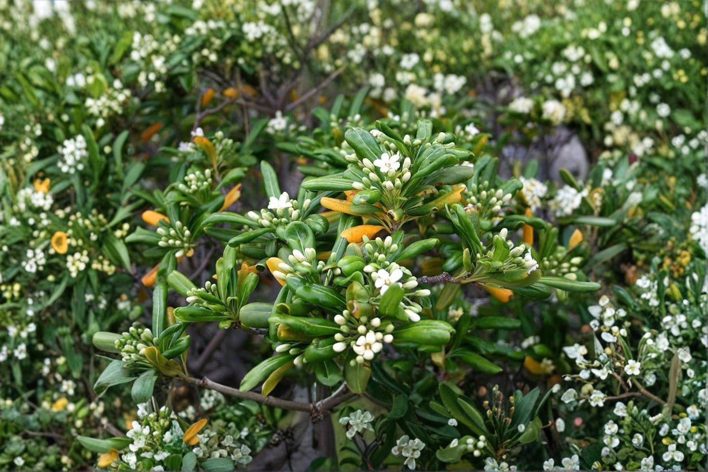 Japanese Cheesewood Seeds – Pittosporum tobira, Evergreen Shrub with Fragrant White Flowers, Hedges & Landscape Border Seeds