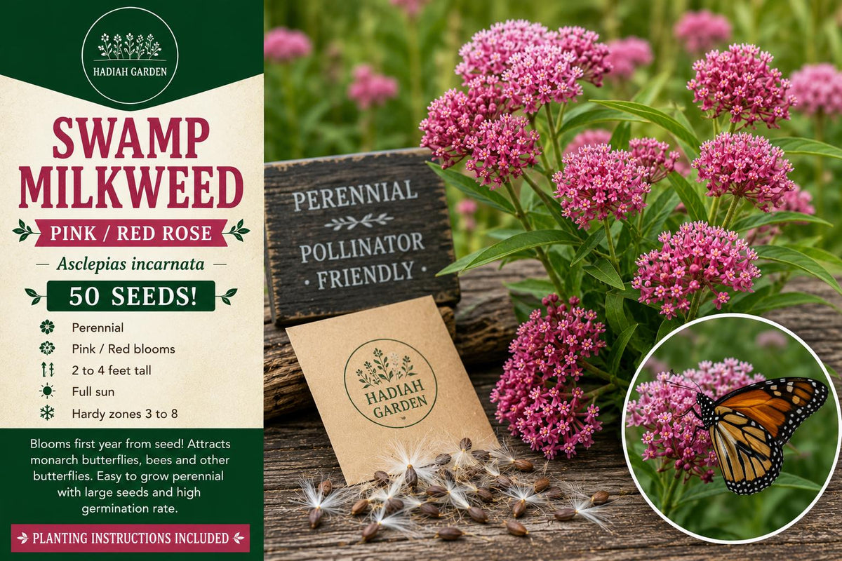 Swamp Milkweed Seeds – Perennial Flower Seeds – Pink-Red Asclepias incarnata for Pollinator Gardens and Wetlands