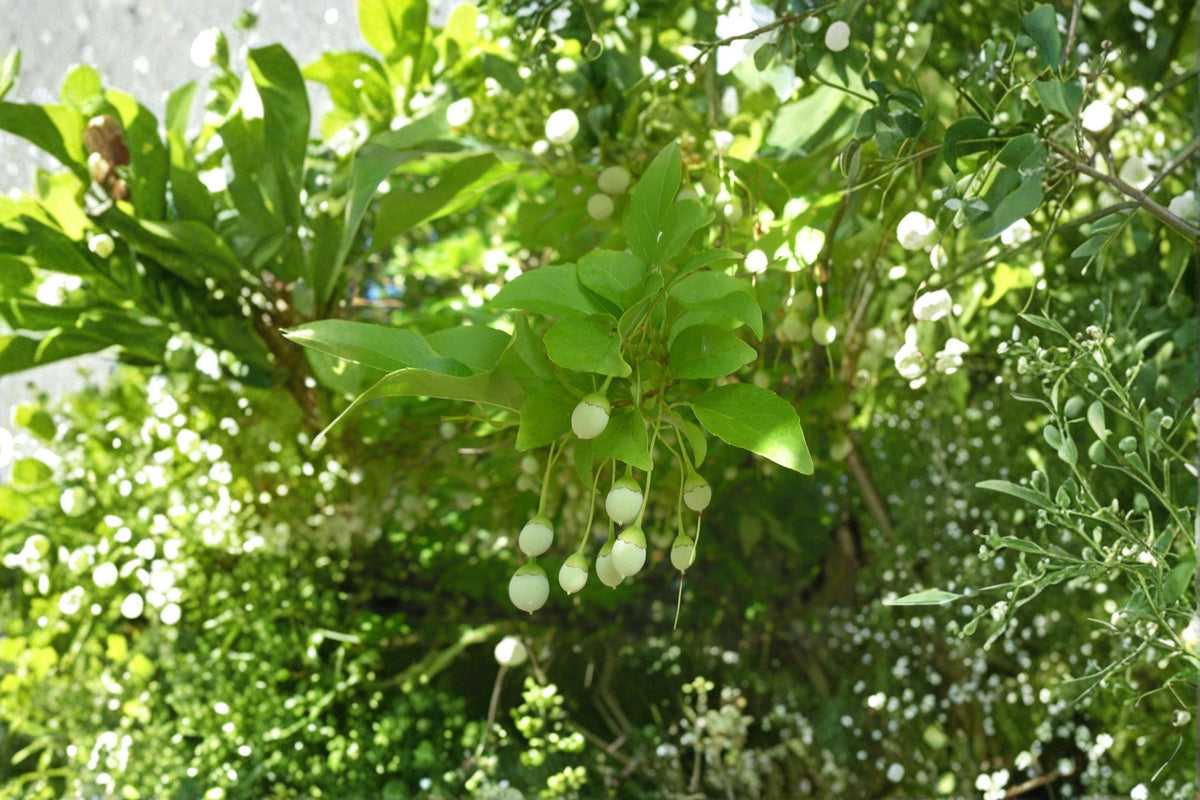 Japanese Snowbell Seeds – Styrax japonicus – Ornamental Flowering Tree with White Bell-Shaped Blooms