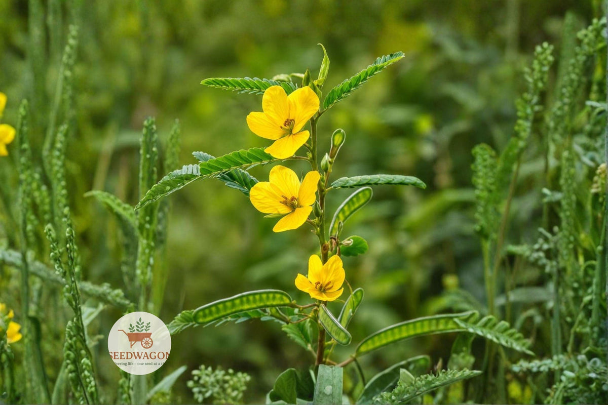 Partridge Pea Seeds 100 – Chamaecrista fasciculata Native Yellow Wildflower for Pollinator Gardens & Prairie Restoration