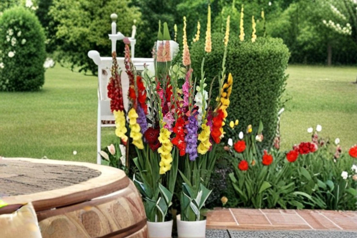Mixed Gladiolus Bulbs – Flowering Perennial Garden Plants, Colorful Spike Flowers, Gladiolus spp.