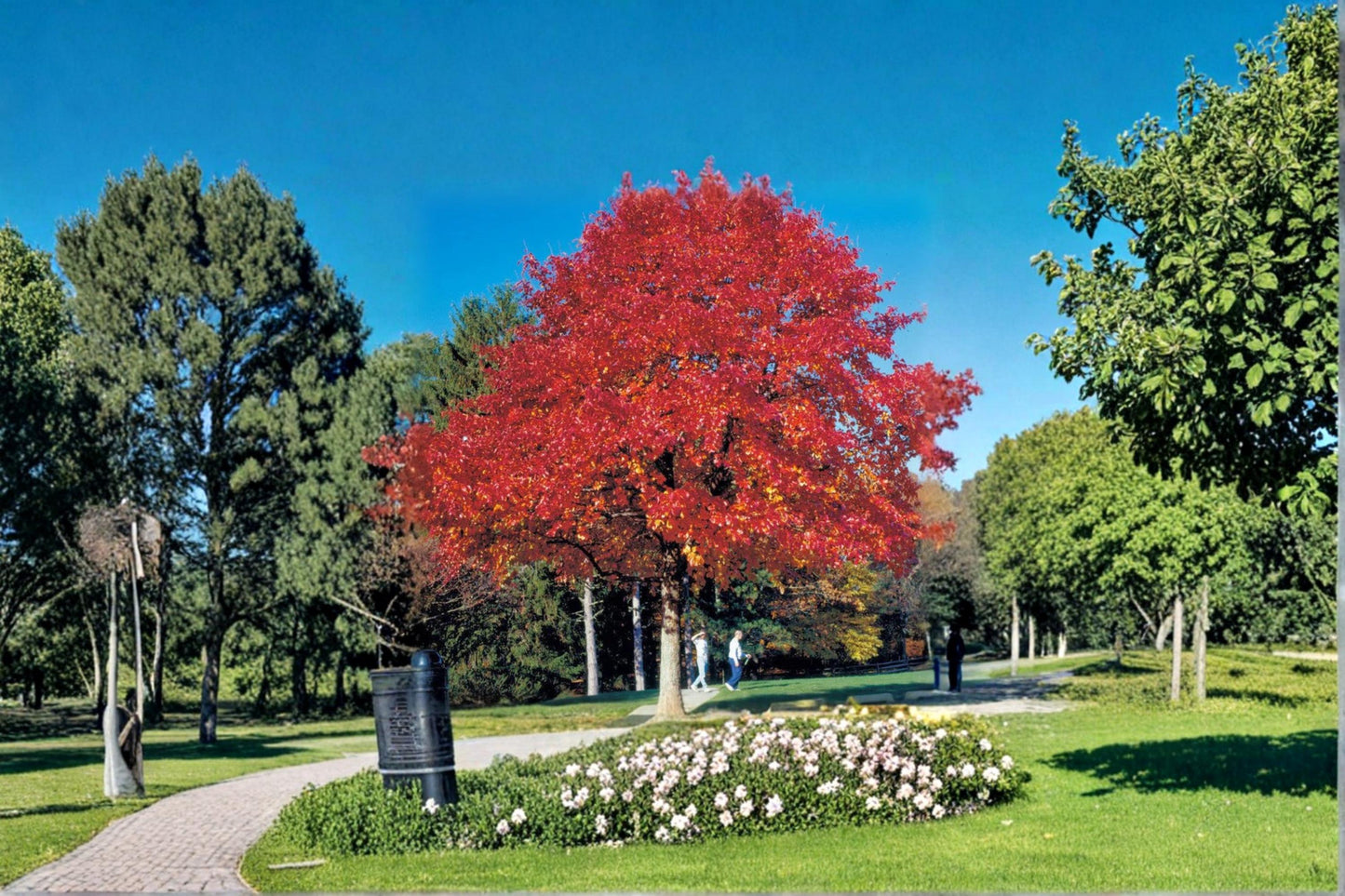 Red Oak Tree Seeds – Quercus rubra, Deciduous Hardwood, Landscape & Bonsai Planting, 5 Seeds