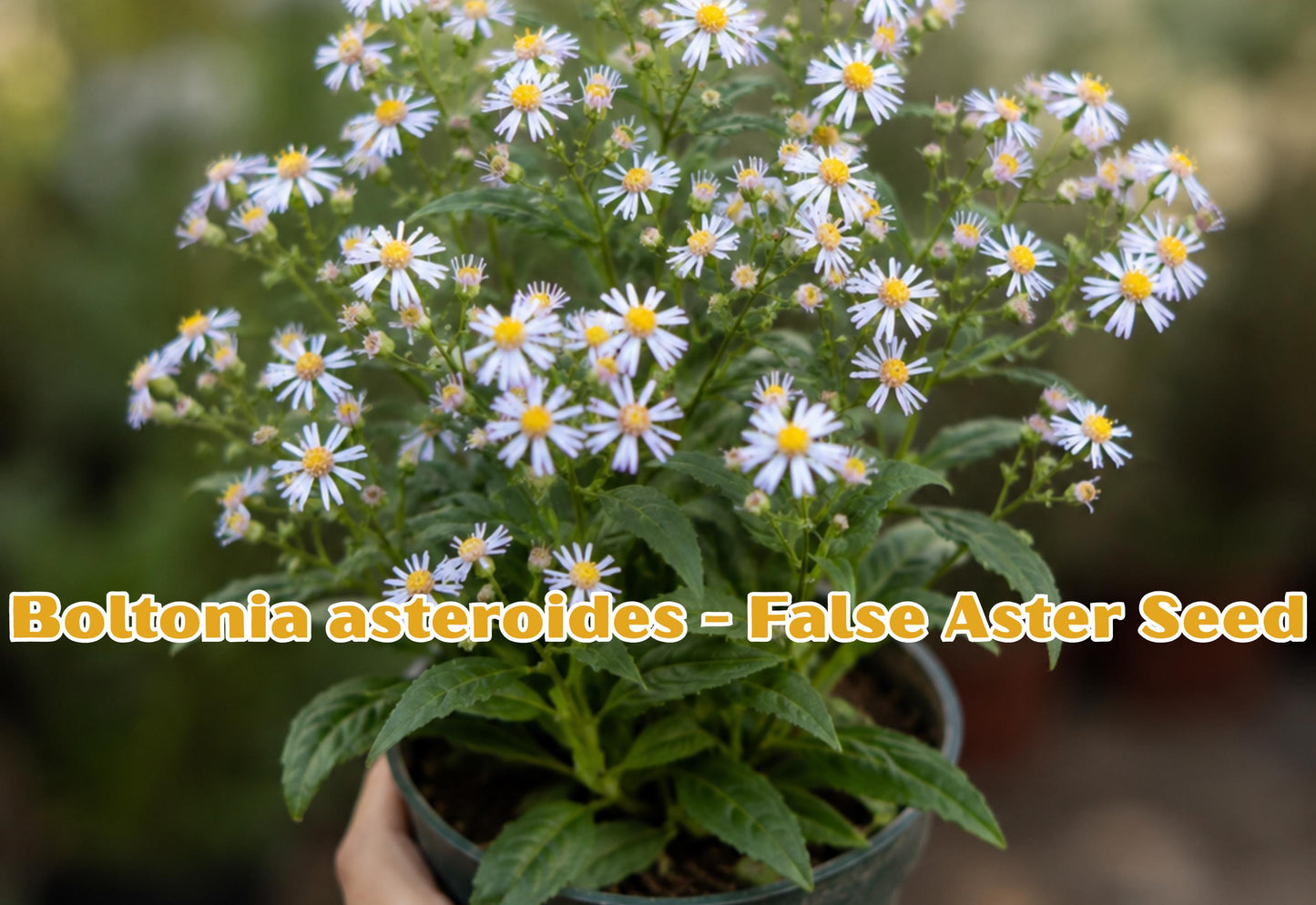 Boltonia asteroides Seeds | White False Aster Perennial Wildflower | Native Pollinator Plant for Gardens & Meadows