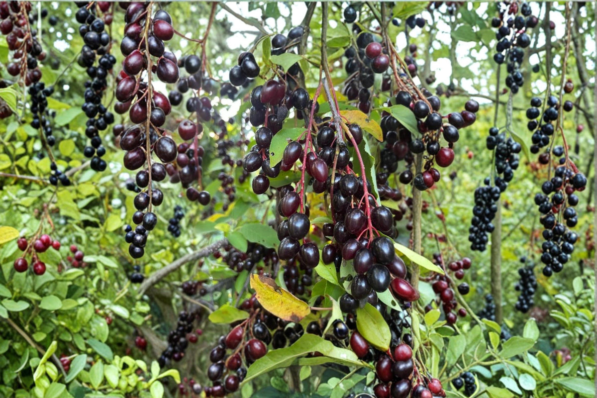 Shubert Chokecherry Seeds – Prunus virginiana Ornamental Tree with Dark Berries, Native Landscape, Berry Tree, Deciduous Plant