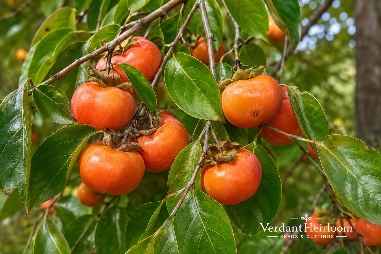 American Persimmon Bare Root Plant – Diospyros virginiana – Edible Fruit Tree, Native North American, 18+ Inches
