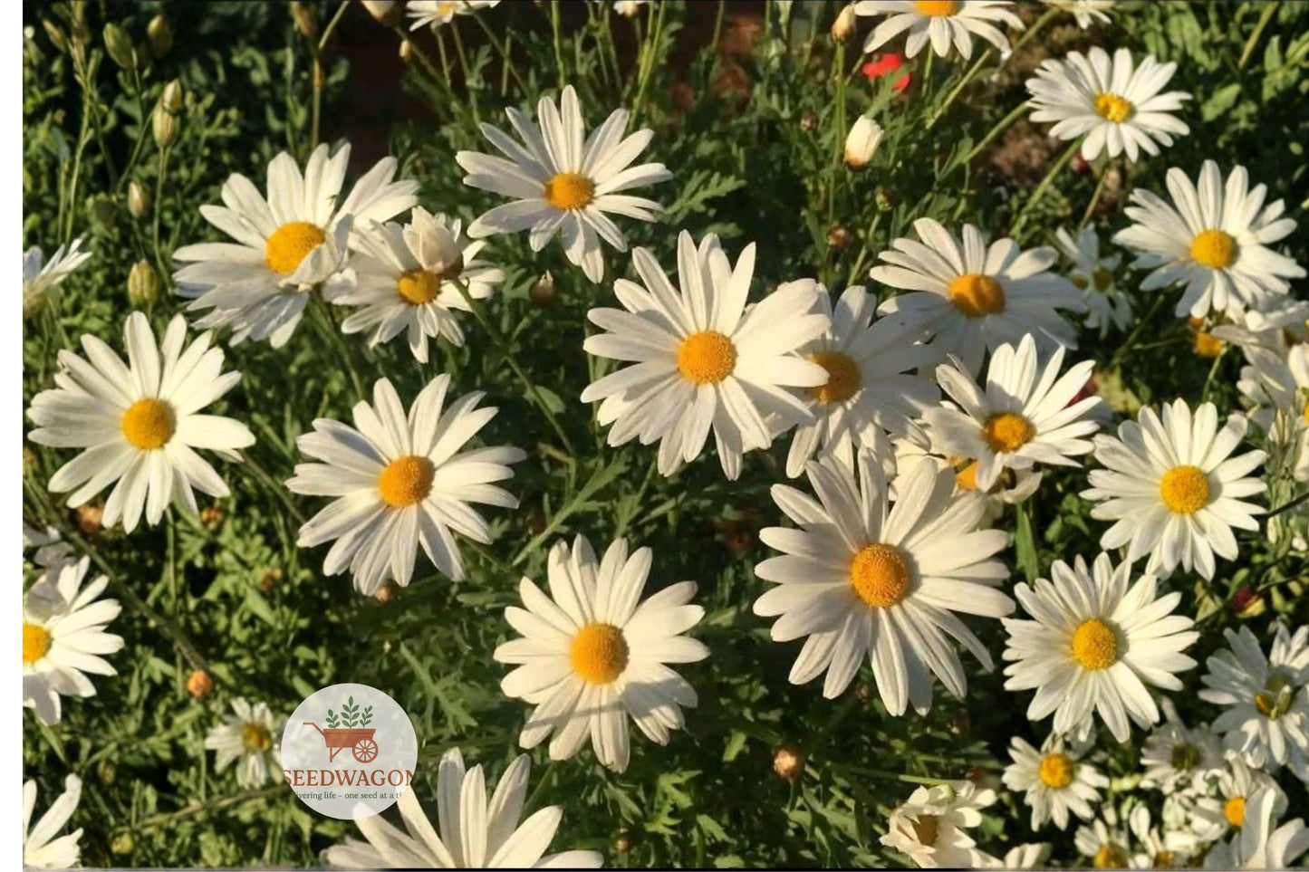 Oxeye Daisy Seeds 100 Leucanthemum vulgare Wildflower Pollinator Garden Plant for Bees Butterflies