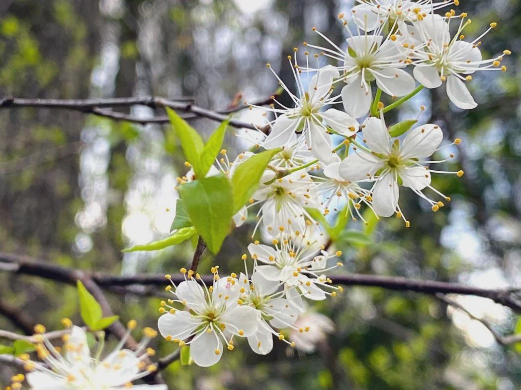 Chickasaw Plum Bare Root Plant 6-12" Prunus angustifolia Native Small Tree for Garden, Wildlife, and Fruit Production