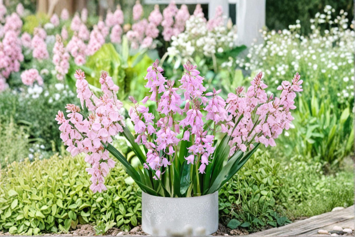Spanish Bluebell Pink Bulb – Hyacinthoides hispanica, Spring Flowering, Perennial Garden Bulb