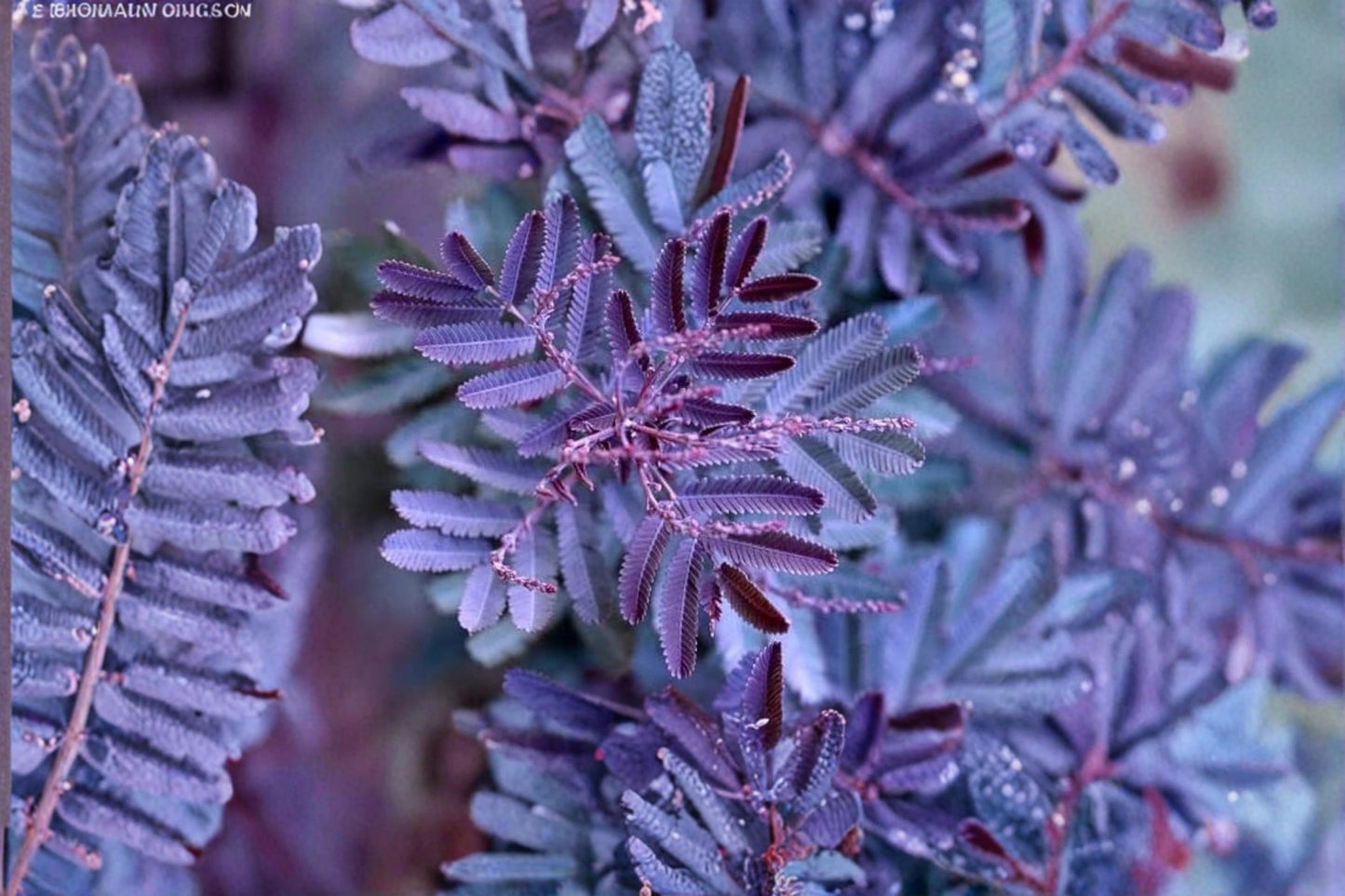 Blue Leafed Mimosa Seeds – Acacia baileyana 'Purpurea' – Evergreen Ornamental Tree with Blue-Gray Foliage and Purple New Growth