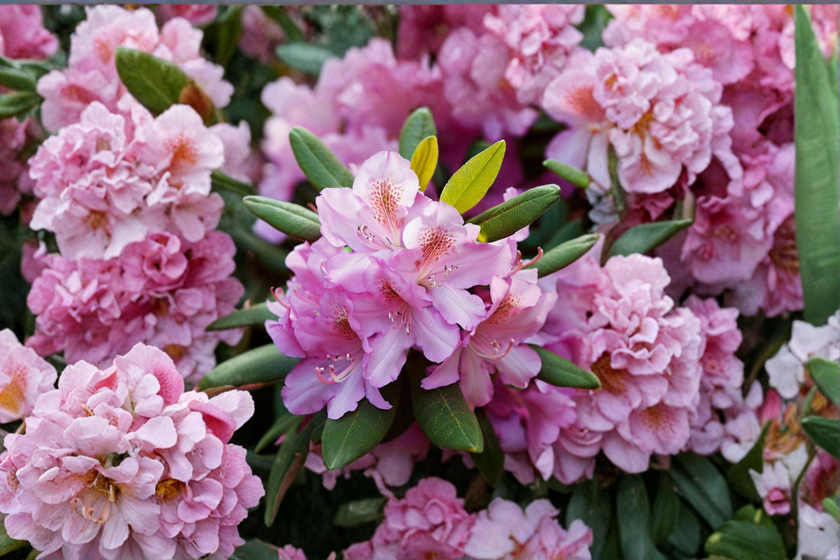 Royal Azalea Seeds - Rhododendron schlippenbachii Pink Flowering Shrub for Bonsai & Garden Collection