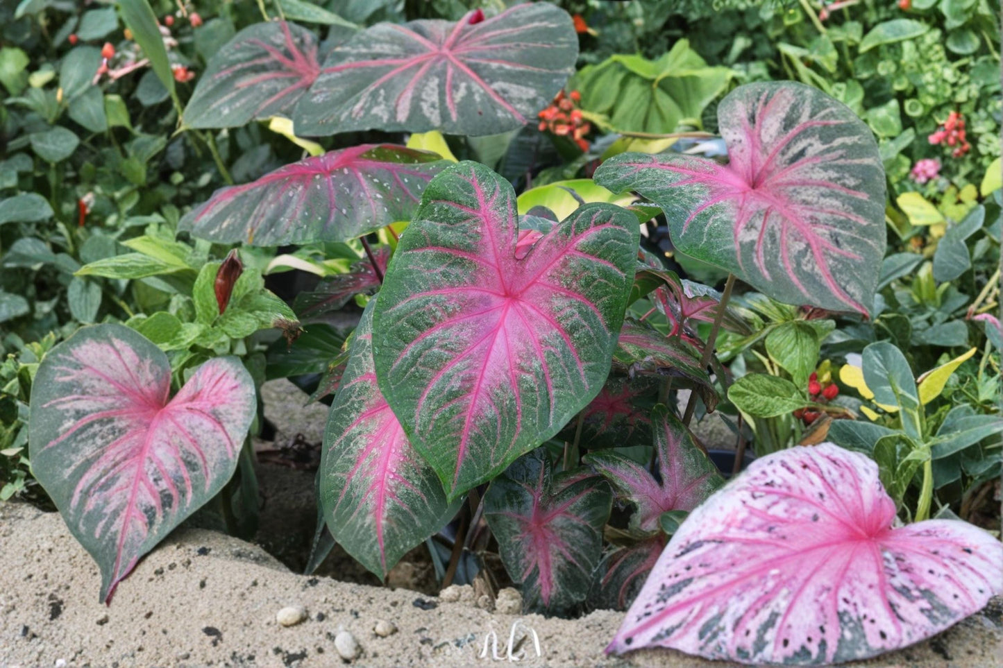 Mrs. WB Haldeman Caladium Bulb, Colorful Tropical Foliage, Shade Garden, Container Plant, Caladium bicolor