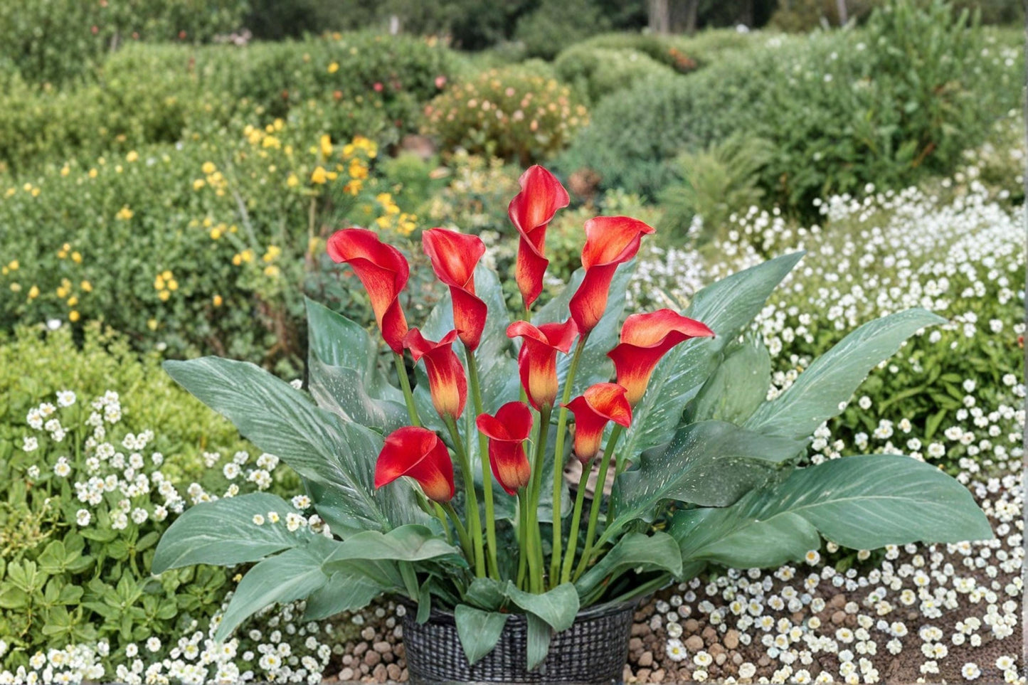 Red Calla Lily Bulbs – Zantedeschia Hybrid, Vibrant Red Flowers, Ornamental Perennial for Garden, Container & Landscape