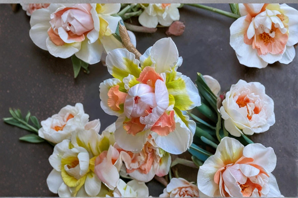 Replete Double Daffodil Bulb – Narcissus ‘Replete’ – Spring Flowering Perennial with White and Pink Blooms