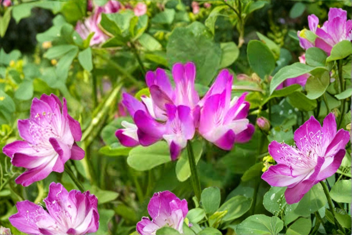 Chinese Milk Vetch Seeds 500 Astragalus sinicus Cover Crop Ground Cover Flowering Herb