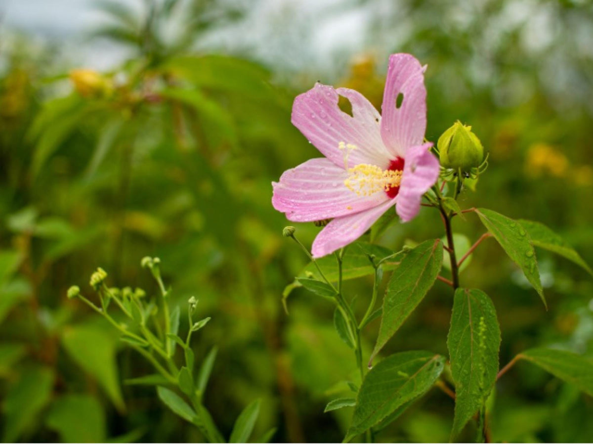 Swamp Rose Mallow Seeds – Hibiscus moscheutos Wetland Wildflower for Rain Gardens & Water Edges, Native Moisture-Loving Plant Seeds