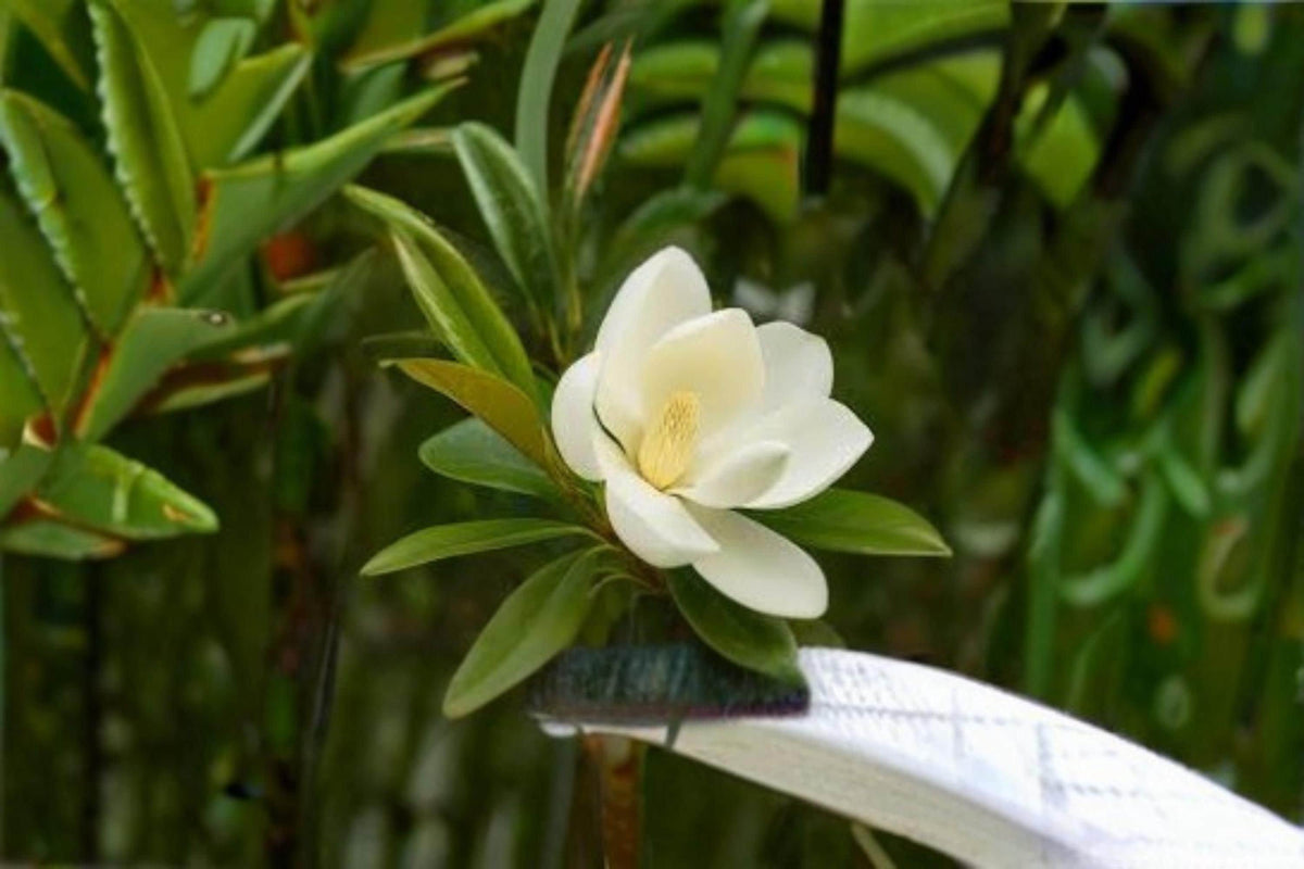 Sweetbay Magnolia Seeds – Magnolia virginiana – Fragrant White Flowers, Ornamental Tree, Native North American Plant