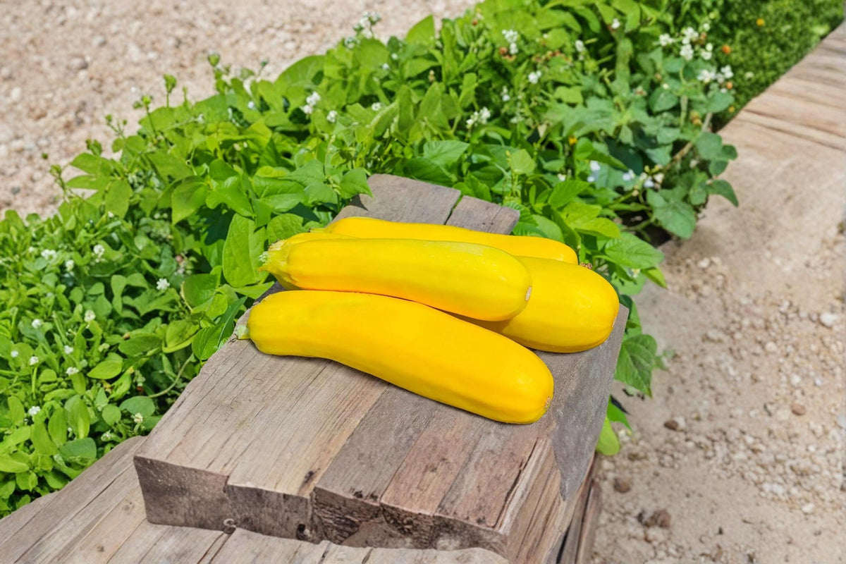 Summer Squash Seeds – Cucurbita pepo, Vegetable Seeds for Home Garden, Raised Beds, 50 Pack