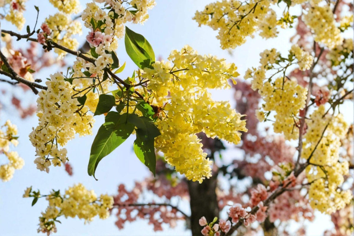 Japanese Yellow Lilac Seeds – Syringa reticulata, Ornamental Flowering Tree, Fragrant Creamy-White Blooms, Landscape & Bonsai Planting