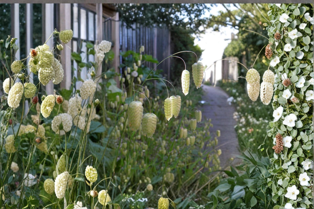 Boobie Grass Seeds, Ornamental Briza maxima, Quaking Grass, Meadow & Border Plant, Dried Flower Arrangement Seeds