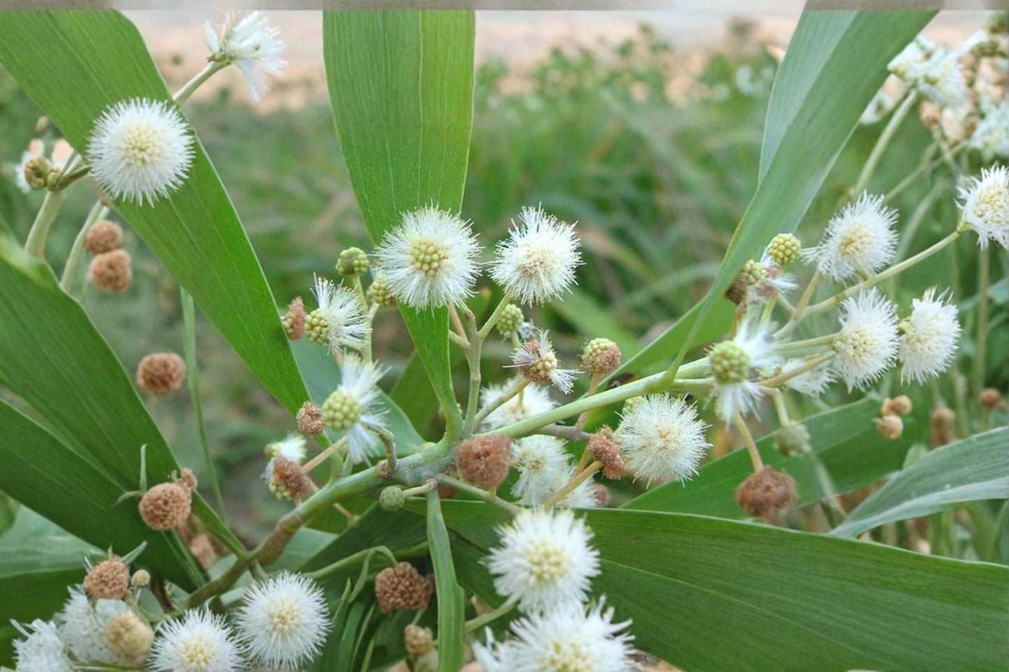 Australian Blackwood Seeds – Acacia melanoxylon – Evergreen Ornamental Tree with Fragrant Cream-White Flowers, Landscape & Garden Plant