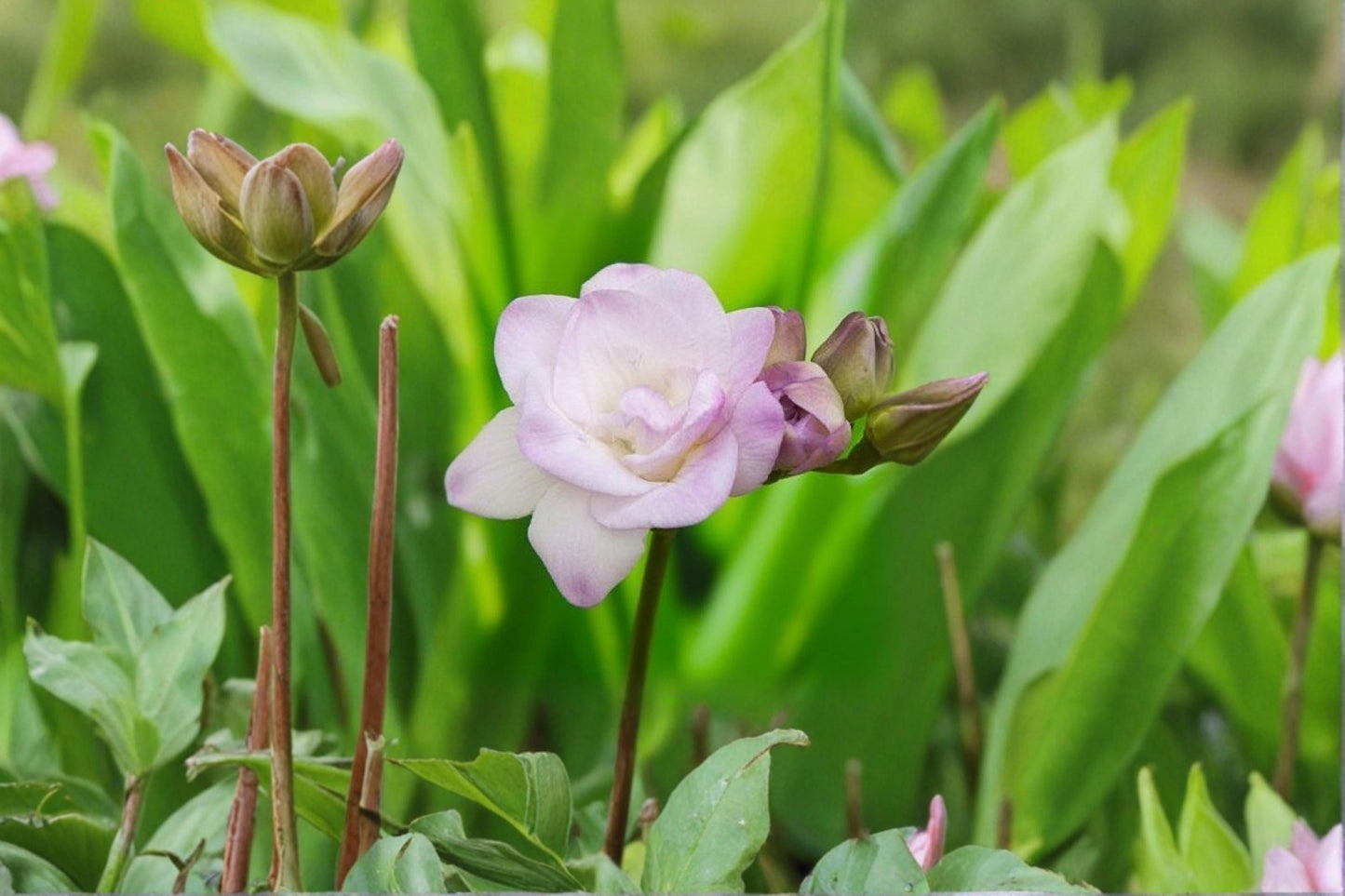 Double Freesia Bulb – Freesia × hybrida, Fragrant, Colorful Flowers, Perennial Flowering Bulb for Garden & Containers