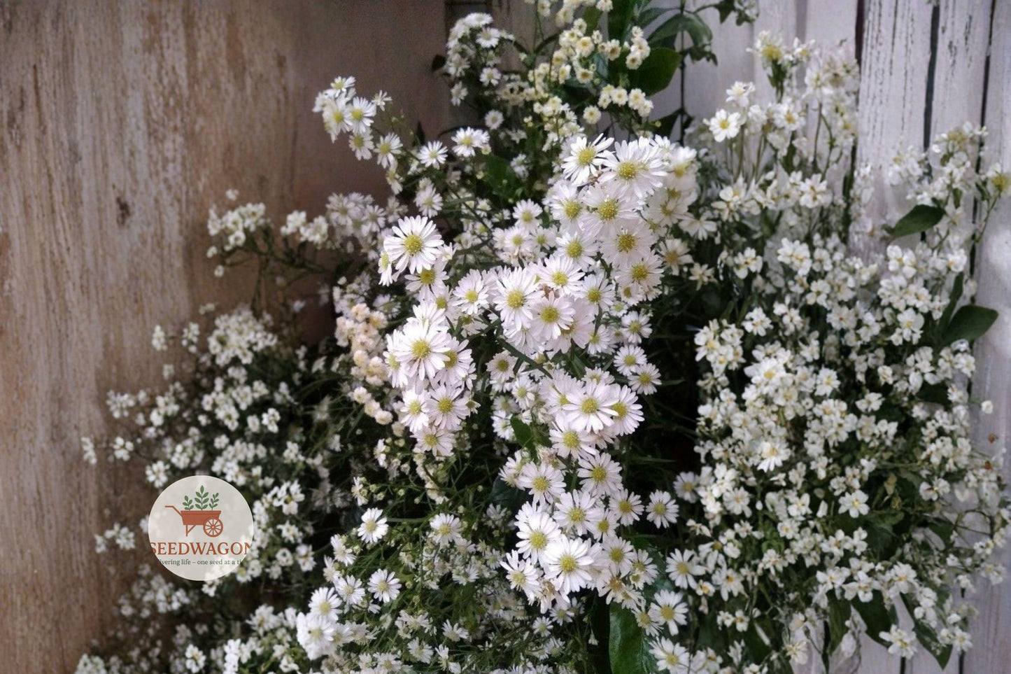 Heath Aster Seeds 100 – Symphyotrichum pilosum White Native Pollinator Wildflower for Meadows & Prairie Gardens