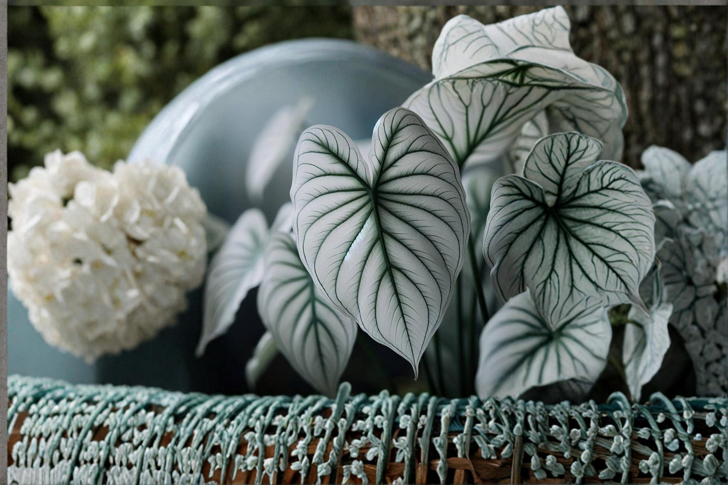 Snow White Caladium Bulbs – 6 Pack, Tropical Foliage Plant, White Leaves with Green Margins, Shade Garden, Container & Landscape